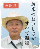 魚沼産コシヒカリ
